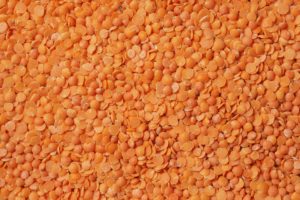 Lentil